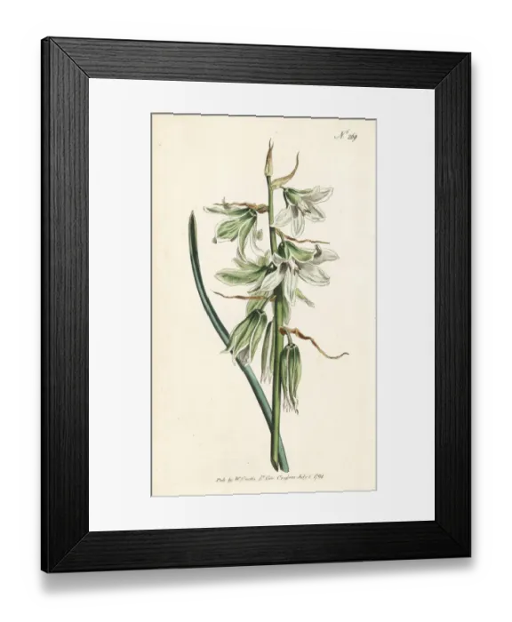 Framed Print : Drooping or Neapolitan star of Bethlehem