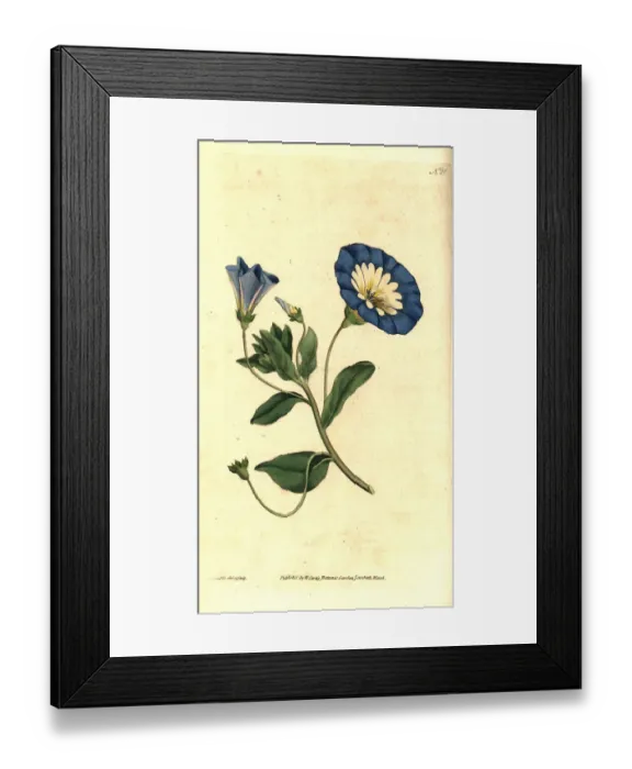 Framed Print : Small bindweed, Convolvulus tricolor Framed Print : Small bindweed, Convolvulus tricolor