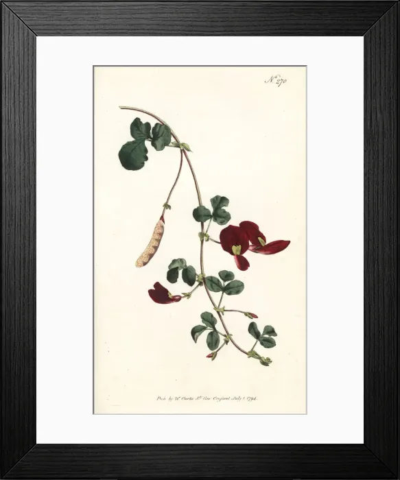 Framed Print : Caulinia coccinea Framed Print : Caulinia coccinea