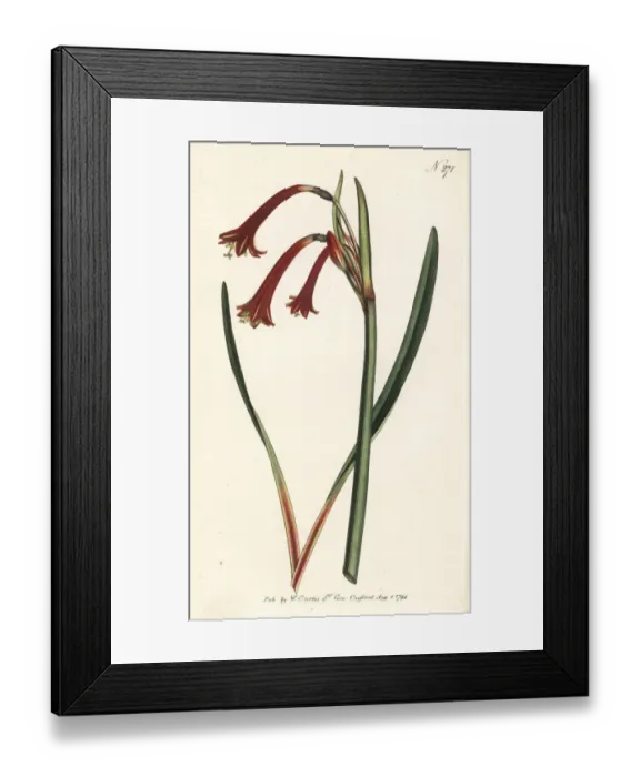 Framed Print : Narrow-leaved cyrtanthus, Cyrtanthus angustifolius Framed Print : Narrow-leaved cyrtanthus, Cyrtanthus angustifolius