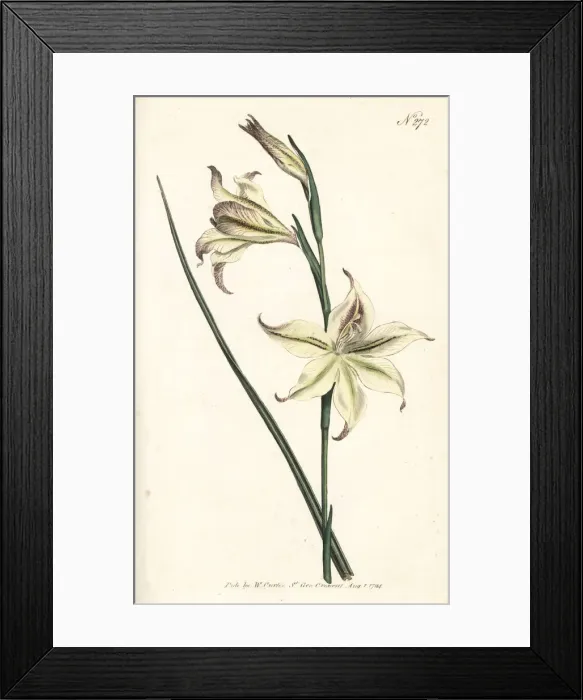 Framed Print : Ever-flowering gladiolus or square-leaved Framed Print : Ever-flowering gladiolus or square-leaved