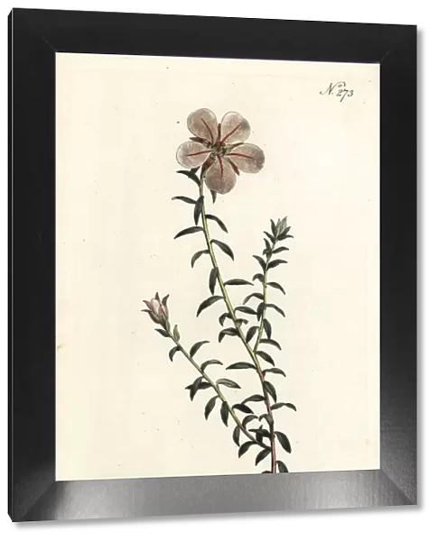 China flower, Adenandra uniflora