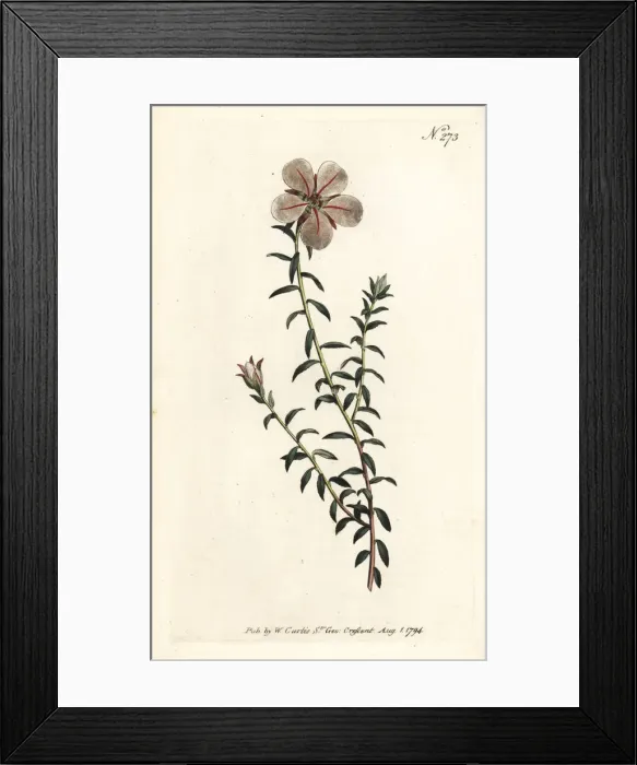 Framed Print : China flower, Adenandra uniflora Framed Print : China flower, Adenandra uniflora