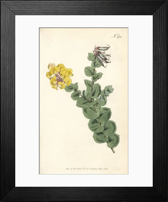 Framed Print : Aspalathus crenata Framed Print : Aspalathus crenata