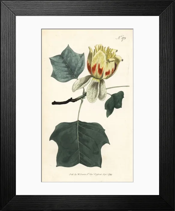 Framed Print : Common tulip tree, Liriodendron tulipifera Framed Print : Common tulip tree, Liriodendron tulipifera