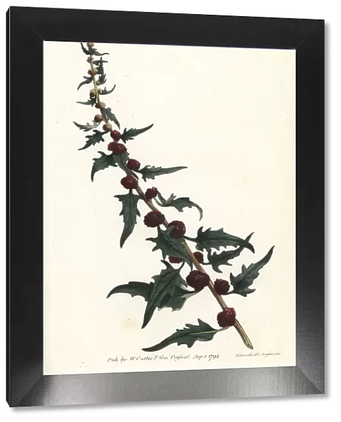 Leafy goosefoot, Chenopodium foliosum