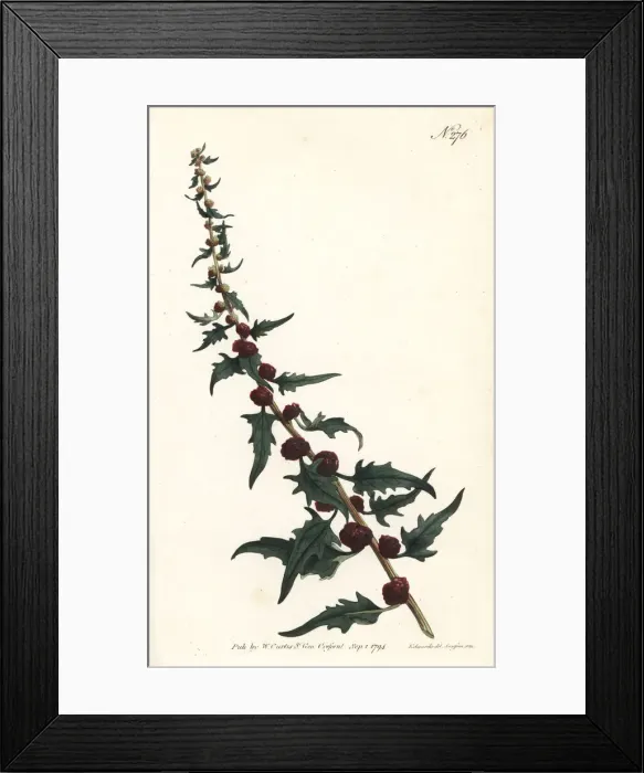 Framed Print : Leafy goosefoot, Chenopodium foliosum Framed Print : Leafy goosefoot, Chenopodium foliosum