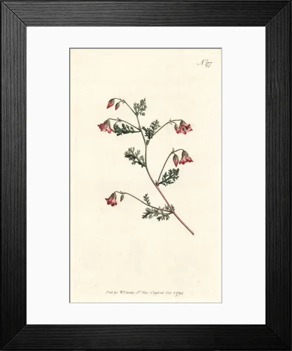 Framed Print : Winged mahernia, Mahernia pinnata Framed Print : Winged mahernia, Mahernia pinnata