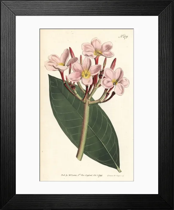 Framed Print : Frangipani, Plumeria rubra Framed Print : Frangipani, Plumeria rubra