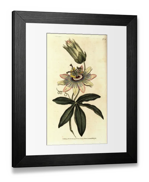 Framed Print : Common passionflower, Passiflora caerulea