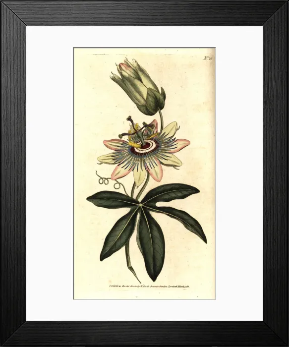 Framed Print : Common passionflower, Passiflora caerulea Framed Print : Common passionflower, Passiflora caerulea
