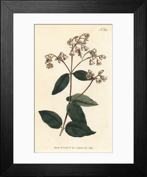 Framed Print : Fly-trap dogbane, Apocynum androsaemifolium Framed Print : Fly-trap dogbane, Apocynum androsaemifolium