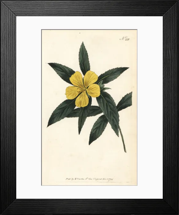 Framed Print : Narrow-leav d turnera, Turnera angustifolia Framed Print : Narrow-leav d turnera, Turnera angustifolia