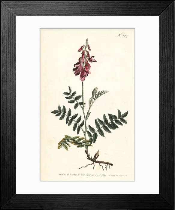 Framed Print : Alpine sainfoin, Hedysarum hedysaroides Framed Print : Alpine sainfoin, Hedysarum hedysaroides