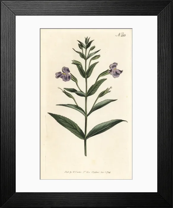 Framed Print : Allegheny monkeyflower, Mimulus ringens Framed Print : Allegheny monkeyflower, Mimulus ringens