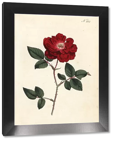 Ever-blooming rose, Rosa chinensis var. semperflorens