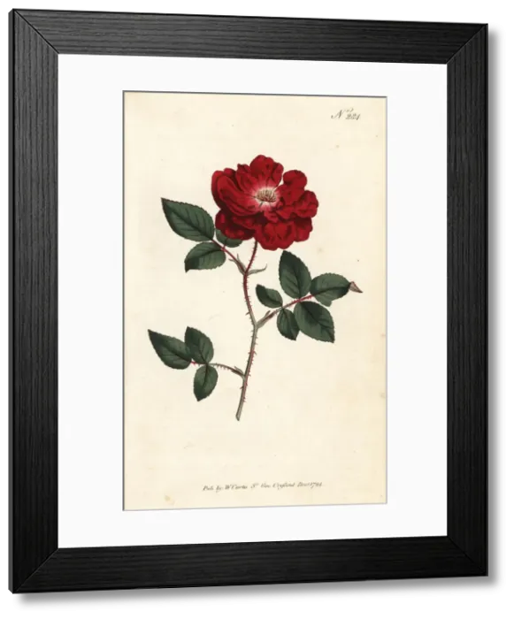 Framed Print : Ever-blooming rose, Rosa chinensis var. semperflorens Framed Print : Ever-blooming rose, Rosa chinensis var. semperflorens