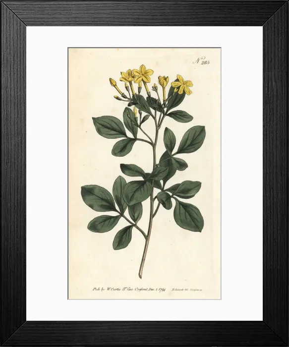 Framed Print : Sweetest jasmine, Jasminum odoratissimum Framed Print : Sweetest jasmine, Jasminum odoratissimum