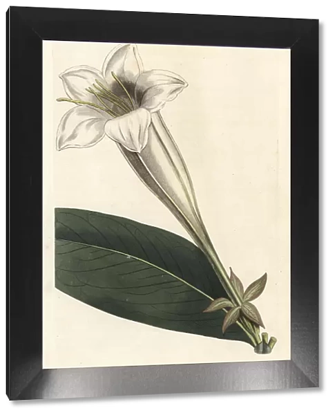 Great-flowered portlandia, Portlandia grandiflora