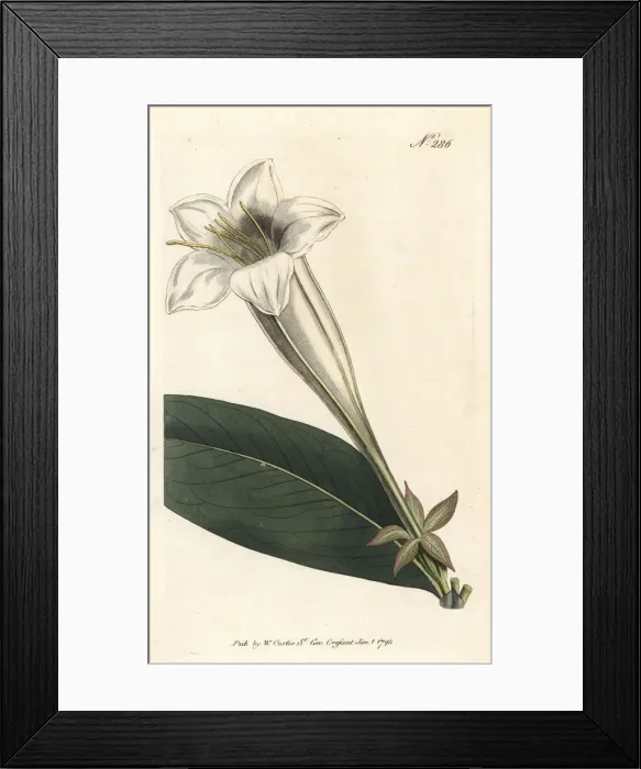Framed Print : Great-flowered portlandia, Portlandia grandiflora Framed Print : Great-flowered portlandia, Portlandia grandiflora