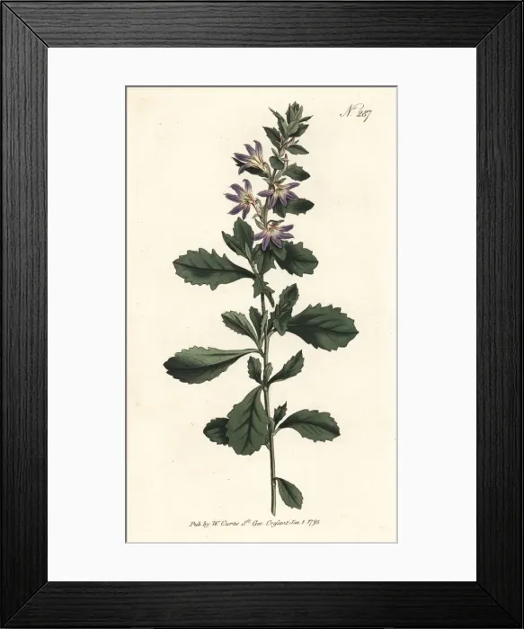 Framed Print : White fan-flower, Scaevola albida Framed Print : White fan-flower, Scaevola albida