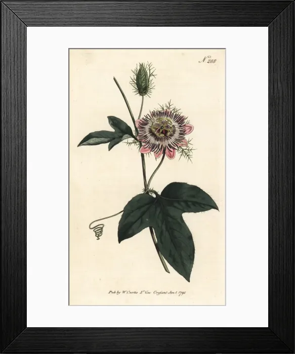 Framed Print : Fringed-leaved passionflower, Passiflora ciliata Framed Print : Fringed-leaved passionflower, Passiflora ciliata