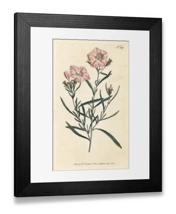 Framed Print : Narrow-leaved convolvulus, Convolvulus linearis