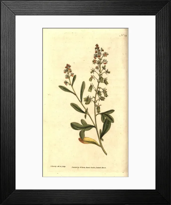 Framed Print : Sweet-scented reseda or mignonette, Reseda odorata Framed Print : Sweet-scented reseda or mignonette, Reseda odorata