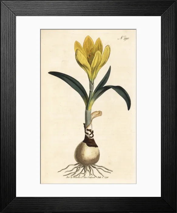 Framed Print : Autumn daffodil, Sternbergia lutea Framed Print : Autumn daffodil, Sternbergia lutea