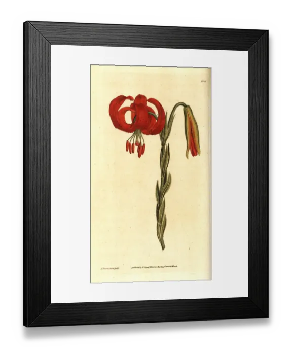 Framed Print : Chalcedonian lily, Lilium chalcedonicum Framed Print : Chalcedonian lily, Lilium chalcedonicum