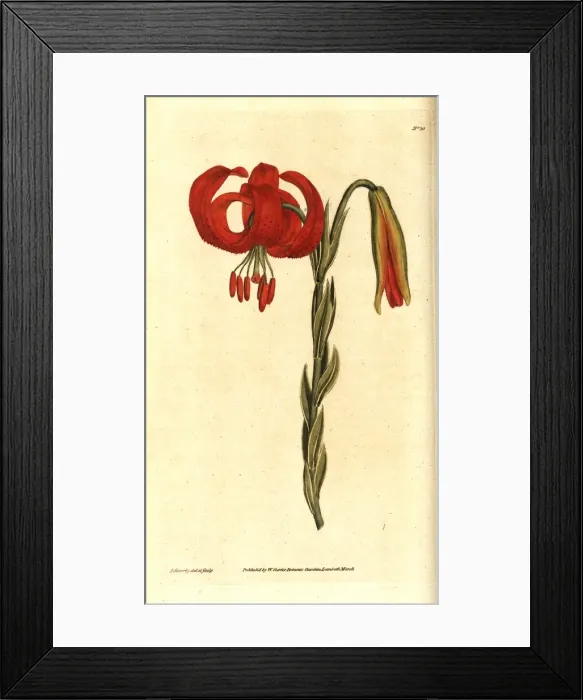 Framed Print : Chalcedonian lily, Lilium chalcedonicum Framed Print : Chalcedonian lily, Lilium chalcedonicum