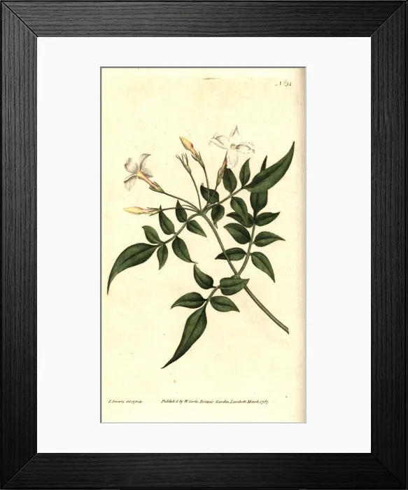 Framed Print : Common jasmine or jessamine, Jasminum officinale Framed Print : Common jasmine or jessamine, Jasminum officinale