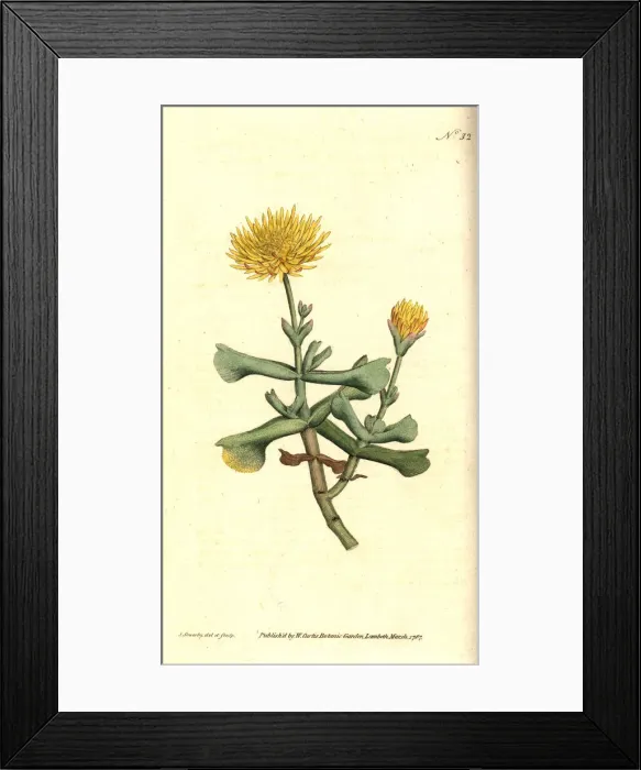 Framed Print : Hatchet-leav d fig marigold, Mesembryanthemum dolabriforme Framed Print : Hatchet-leav d fig marigold, Mesembryanthemum dolabriforme