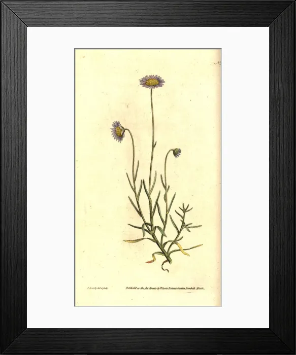 Framed Print : Felicia tenella Framed Print : Felicia tenella
