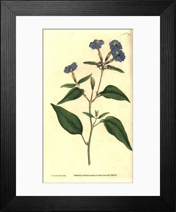 Framed Print : Jamaican forget-me-not, amethyst flower, or Framed Print : Jamaican forget-me-not, amethyst flower, or