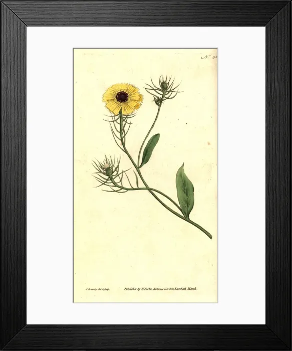 Framed Print : European umbrella milkwort, Tolpis barbata Framed Print : European umbrella milkwort, Tolpis barbata