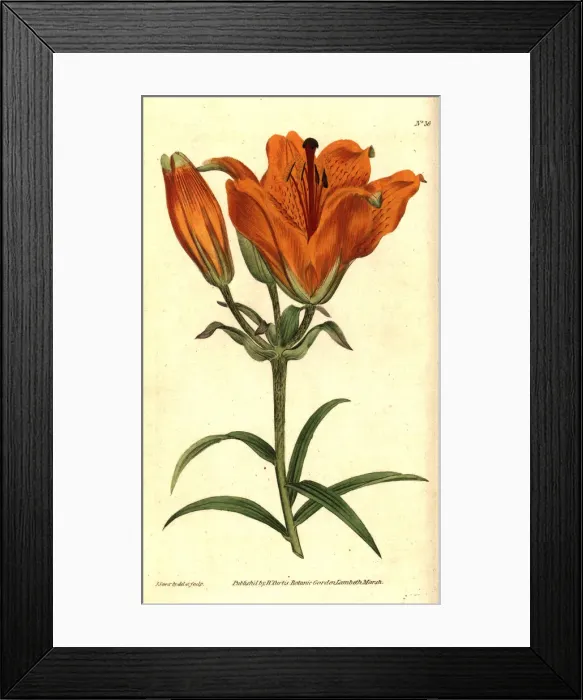 Framed Print : Orange lily, Lilium bulbiferum Framed Print : Orange lily, Lilium bulbiferum