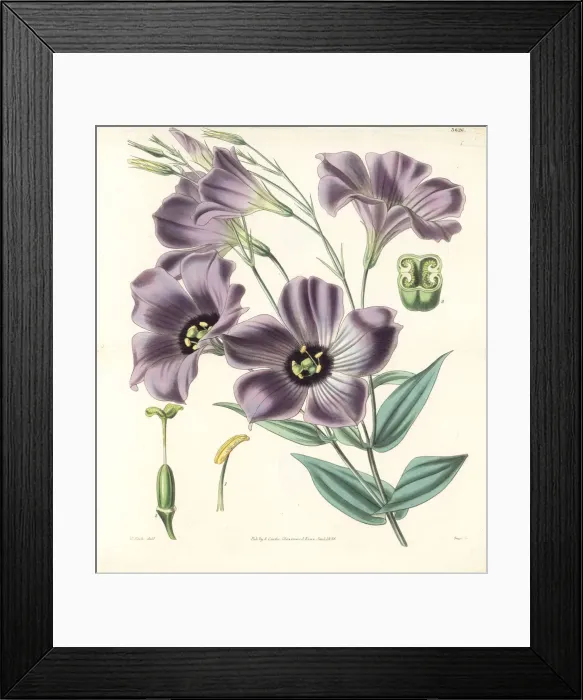 Framed Print : Texas bluebells, Eustoma grandiflorum Framed Print : Texas bluebells, Eustoma grandiflorum
