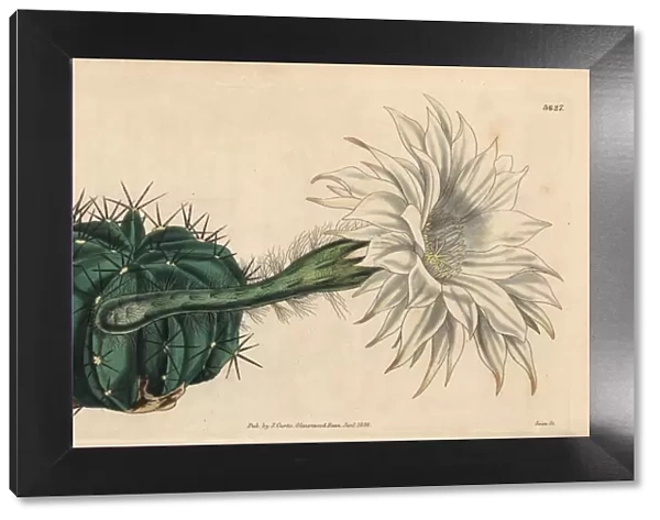 Tube flowered spine cactus, Echinocactus tubiflorus