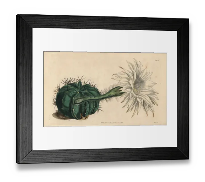 Framed Print : Tube flowered spine cactus, Echinocactus tubiflorus Framed Print : Tube flowered spine cactus, Echinocactus tubiflorus