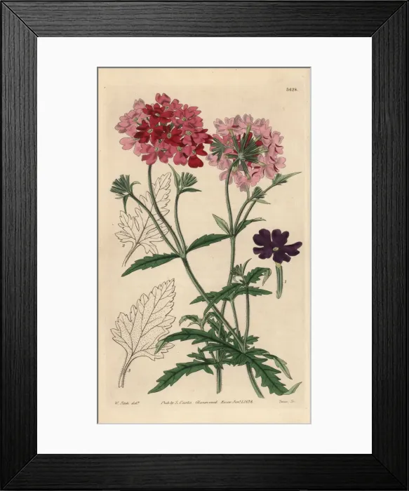 Framed Print : Mock vervain, Glandularia tweedieana Framed Print : Mock vervain, Glandularia tweedieana