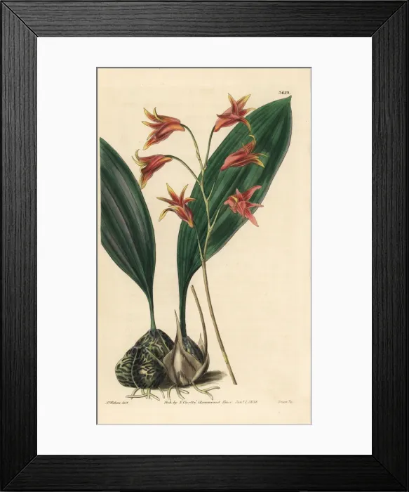 Framed Print : Bifrenaria aureofulva orchid Framed Print : Bifrenaria aureofulva orchid
