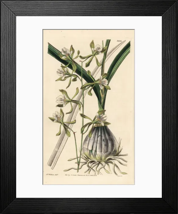 Framed Print : Encyclia adenocarpa orchid Framed Print : Encyclia adenocarpa orchid