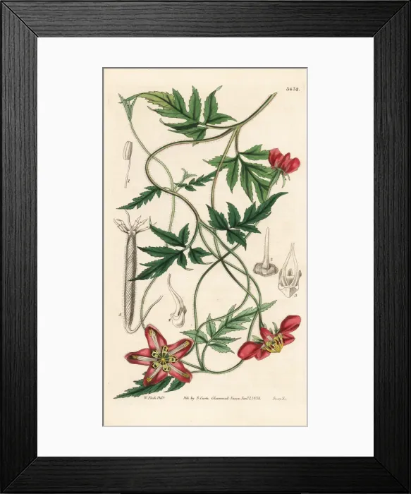 Framed Print : Red-flowered loasa, Loasa lateritia
