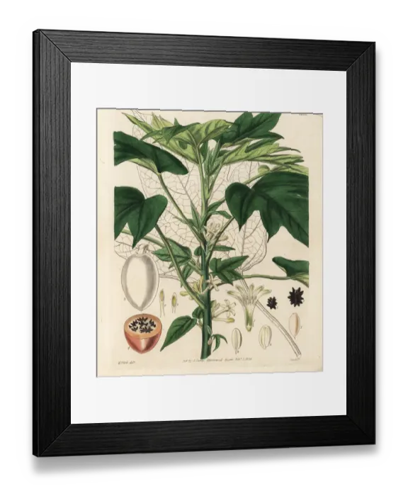 Framed Print : South American papaya, Carica monoica Framed Print : South American papaya, Carica monoica