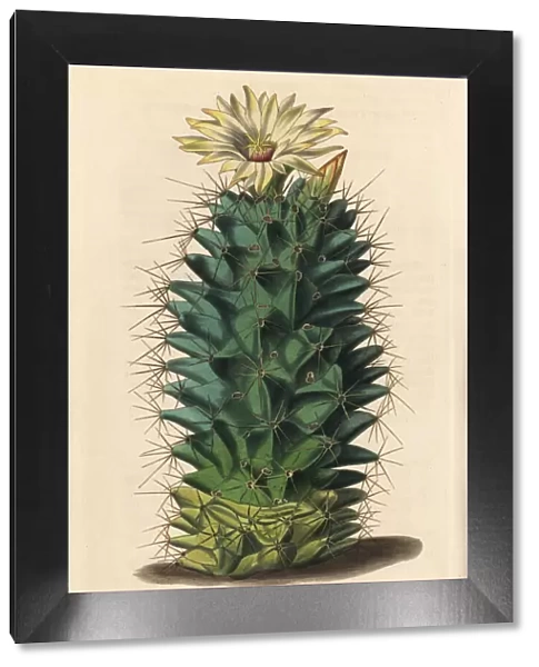 Coryphantha octacantha cactus