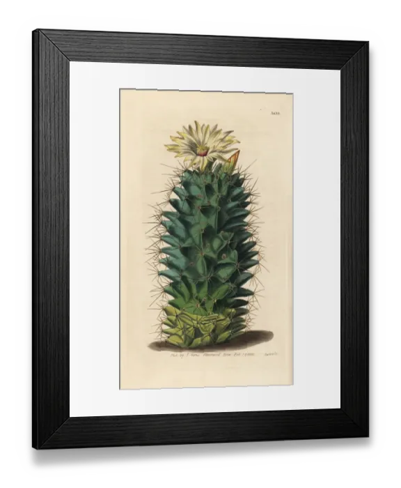 Framed Print : Coryphantha octacantha cactus Framed Print : Coryphantha octacantha cactus