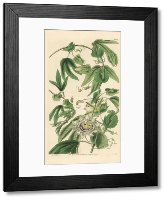 Framed Print : Large-stipuled passion-flower, Passiflora tucumanensis Framed Print : Large-stipuled passion-flower, Passiflora tucumanensis