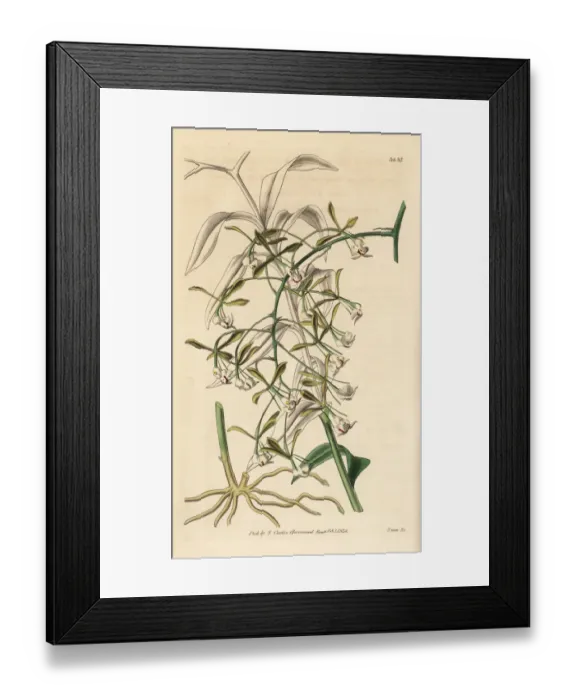 Framed Print : Epidendrum paniculatum orchid Framed Print : Epidendrum paniculatum orchid