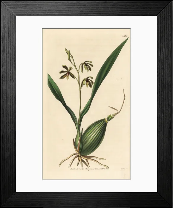 Framed Print : Prosthechea livida orchid Framed Print : Prosthechea livida orchid